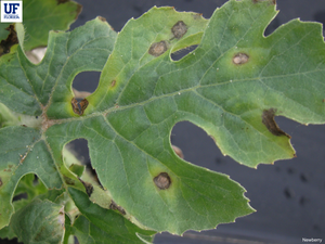 uploads/images/disease/angular leaf spot of watermelon.png